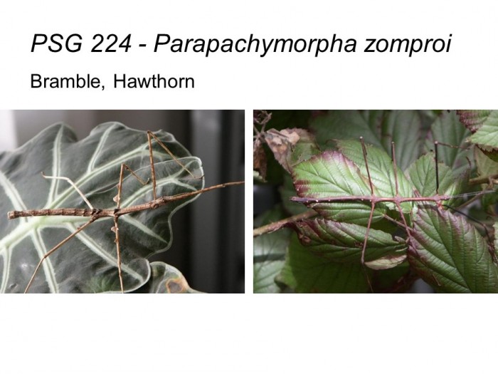 PSG 224 Parapachymorpha zomproi adult male and female