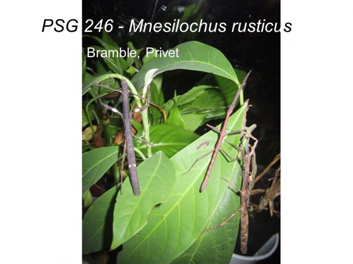 PSG 246