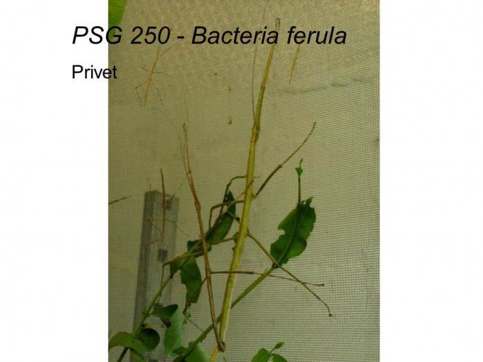 PSG 250 Bacteria ferula adult pair mating
