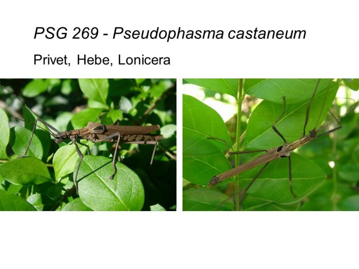 PSG 269 Pseudophasma castaneum adult male and female