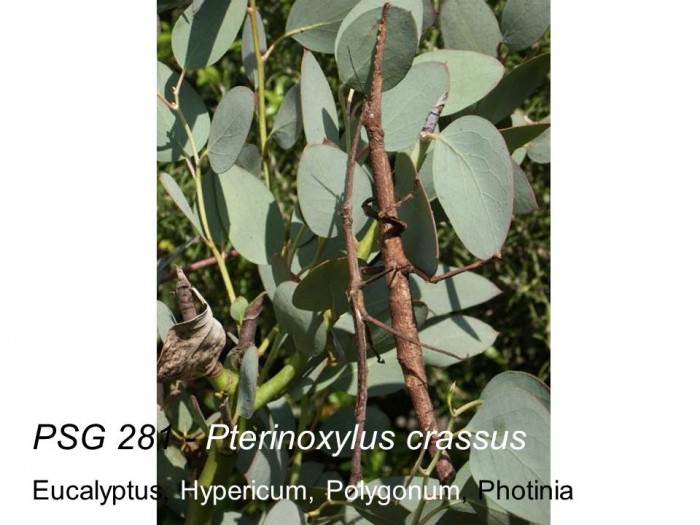 PSG 281 Pterinoxylus crassus adult pair