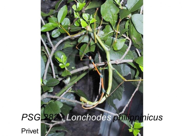 PSG 282 Lonchodes philippinicus adult pair mating