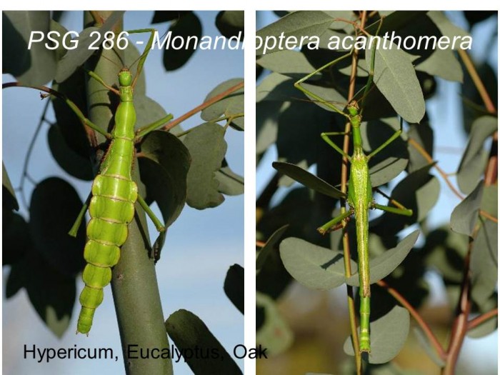 PSG 286 Monadroptera acanthomera adult male and female