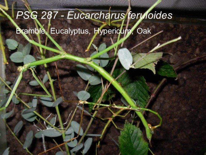 PSG 287 Eucarcharus feruloides adult pair mating