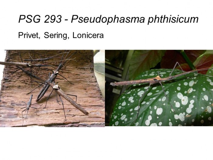 PSG 293 Pseudophasma phthisicum adult females and nymphs