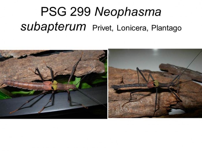 PSG 299 Pseudophasma subapterum adult male and female    