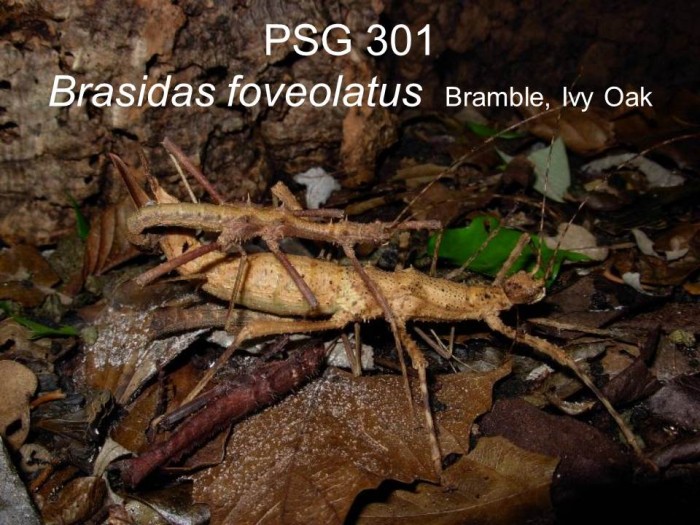 PSG 301 Brasidas foveolatus adult pair mating