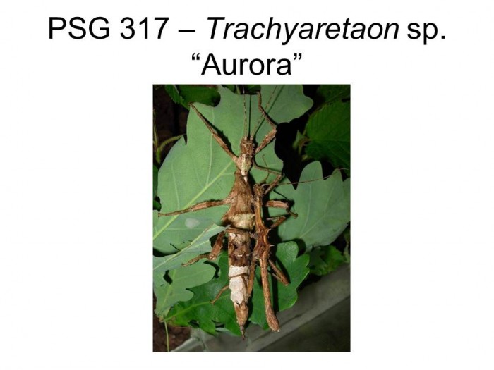 PSG 317 Trachyaretaon sp &quot;Aurora&quot; adult pair