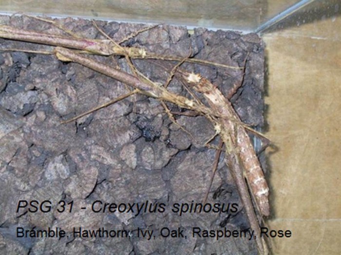 PSG 31 Creoxylus spinosus adult female with two adult males