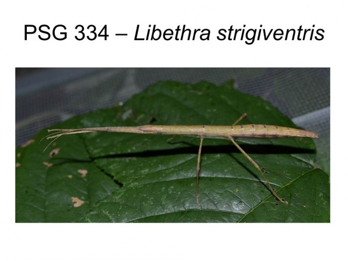 PSG 334 Libethra strigiventris adult female