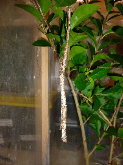 PSG 342 Mnesilochus sp. &#039;Real&#039; adult female