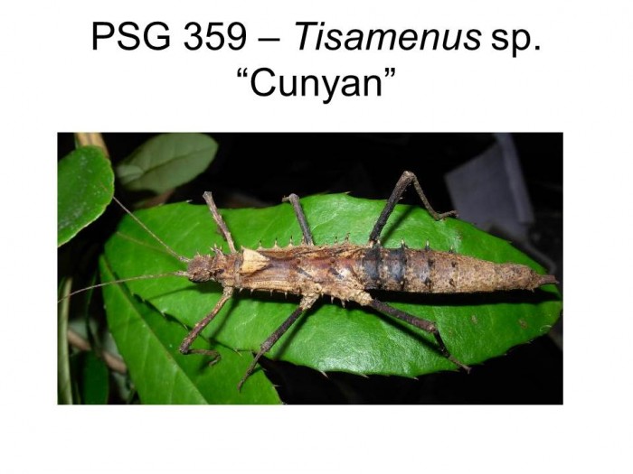 PSG 359 Tisamenus sp. &quot;Cunyan&quot; adult female