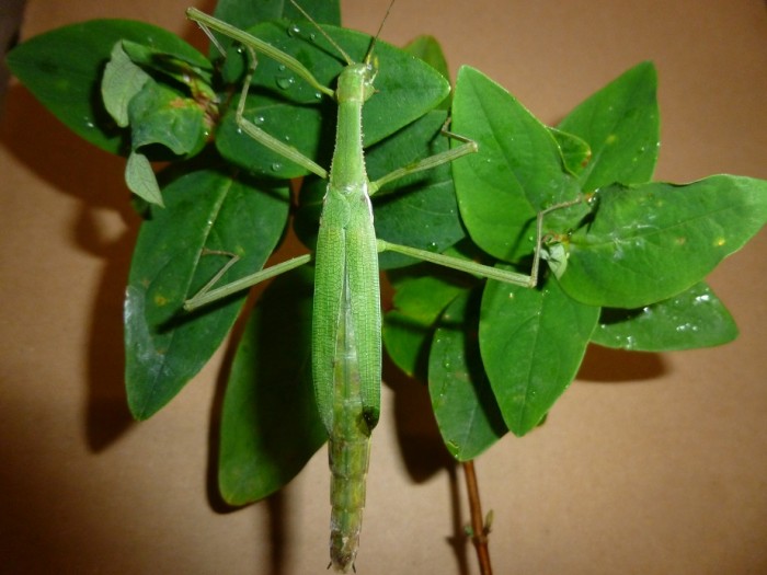 PSG 371 Necrosciinae sp. adult female Tam Dao