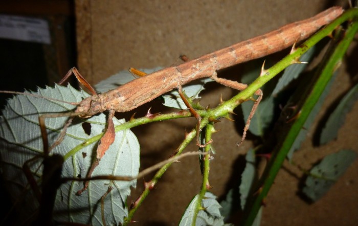 PSG 383 Hesperophasmatinae sp. adult female Copyright © Ian Bushell