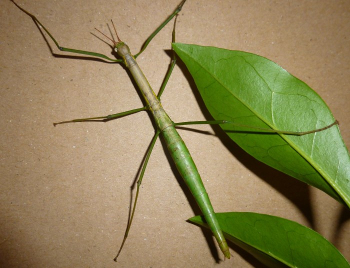 PSG 384 Lamachodes sp. Nui Chua adult female Copyright © Ian Bushell