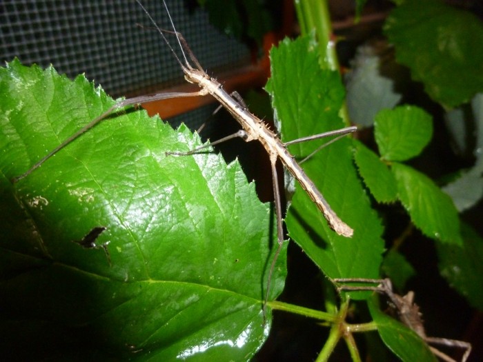 PSG 389 Neohirasea sp. Cat Ba adult male Copyright © Ian Bushell