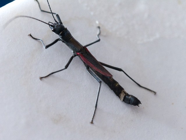 psg 407 Orthomeria kangi adult female