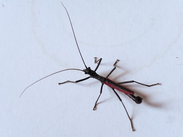 psg 407 Orthomeria kangi adult male