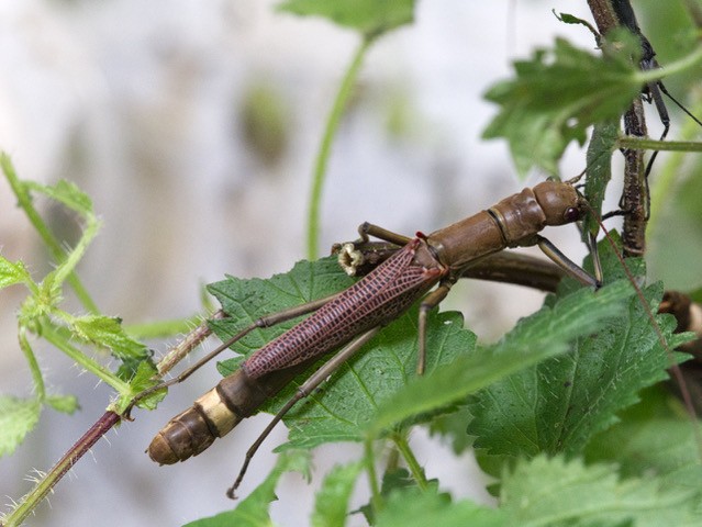 psg 408 Orthomeria pandora female