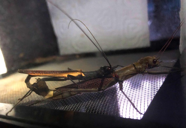 psg 408 Orthomeria pandora mating pair