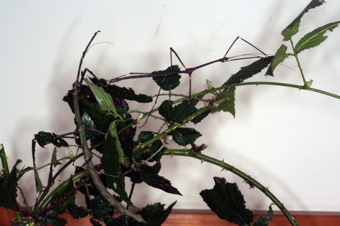 PSG 410 Lonchodes sp. male and female