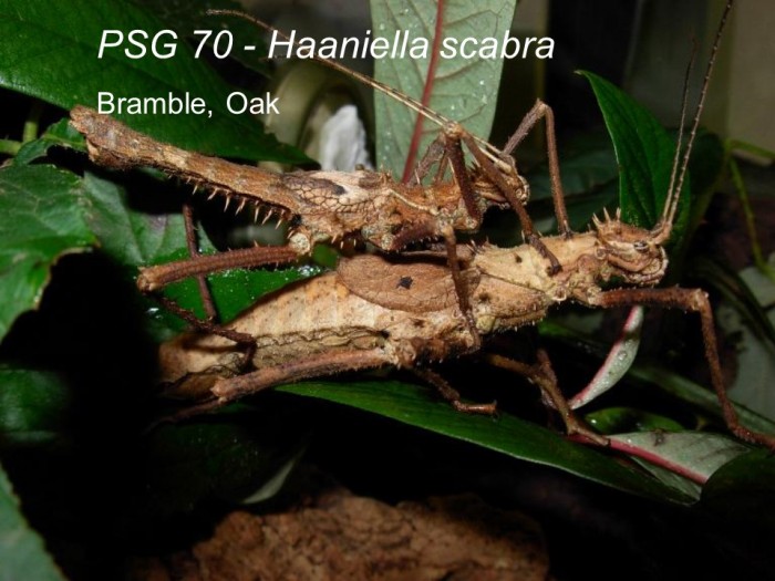 PSG 70 Haaniella scabra adult pair