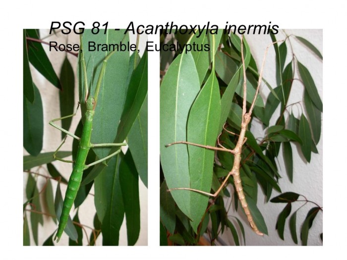 PSG 81 Acanthoxyla inermis nymph female and male