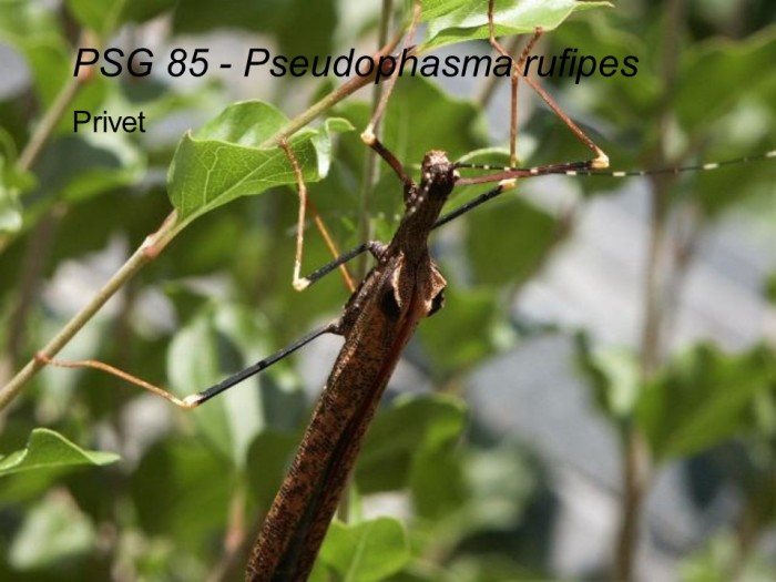 PSG 85 P rufipes adult female