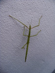 Unknown species on wall