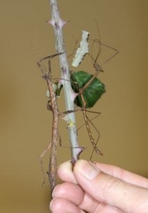 PSG 312 Phenacephorus latifemur adult pair on branch by Ian Abercrombie