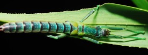 Unknown species