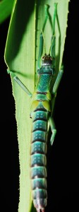 Unknown species