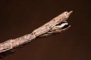 Unknown species ready to lay ova