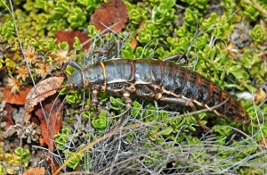 Agathemera elegans ad fe - coastal mountain range (Nahuelbuta National Park) Chile Copyright © Pedro Vargas