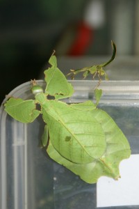 CLP 669 Phyllium bioculatum Sukabumi Copyright © Ian Bushell