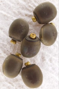 PSG 1 Carausius morosus ova