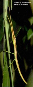 Graeffea sp from Solomon Islands 2006 Copyright © M Gottardo