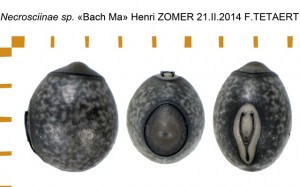 Necrosciinae sp Bach Ma (not Brockphasma) ova
