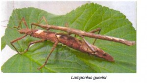 PSG 101 Lamponius guerini adult pair Copyright © Susanne of StickTalk