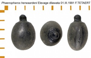 PSG 104 Phaenopharos herwaardeni ova
