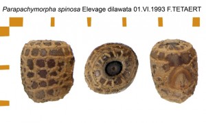 PSG 105 Parapachymorpha spinosa ova