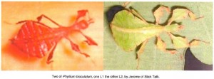 PSG 10 Phyllium bioculatum nymphs Copyright © Jerome of StickTalk
