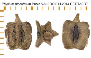 PSG 10 Phyllium (Pulchriphyllium) bioculatum ova