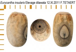 PSG 111 Eurycantha insularis ova