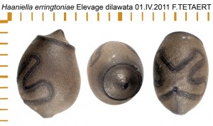 PSG 112 Haaniella erringtoniae ova