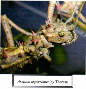 PSG 118 Aretaon asperrimus head Copyright © Theresa