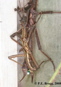 PSG 118 Aretaon asperrimus mating spermatophore