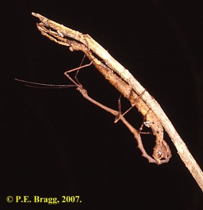 PSG 121 Phenacephorus spinulosus Mating pair