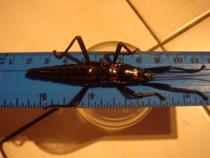 PSG 122 Anisomorpha paromalus11