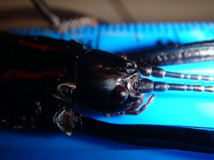 PSG 122 Anisomorpha paromalus15